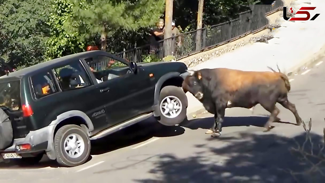 ببینید / حمله ویرانگر یک گاو خشمگین به خودروی سوزوکی مقابل چشم مردم + فیلم