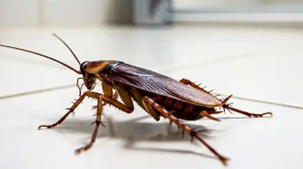 چگونه سوسک فاضلاب را نابود کنیم؟ راهکارهای خانگی و 10 نکته ضروری