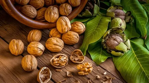 توصیه غذایی برای خواب خوب شبانه/ گردو محافظ قلب تان است
