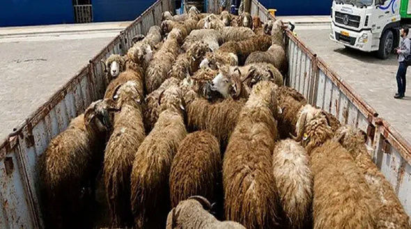 محموله احشام قاچاق در توقیف پلیس زاهدان