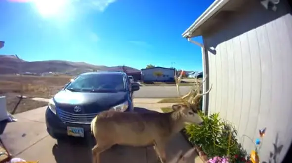 ببینید / حمله گوزن شاخ دار به اهالی یک خانه در استرالیا + فیلم