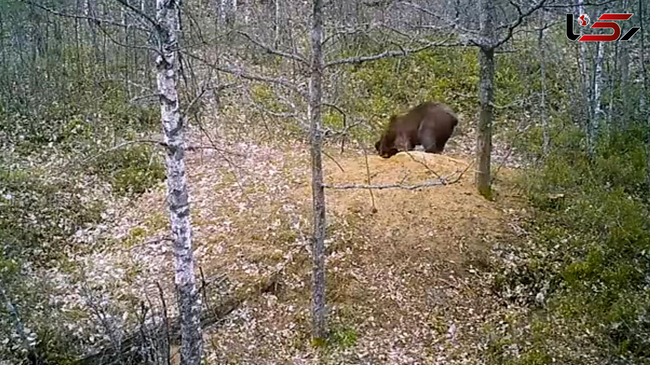 شکار توله های گرگ توسط خرس قهوه ای + فیلم