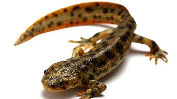 ژنوم حیوانات دو زیست به درمان بیماری های مغزی کمک می کند