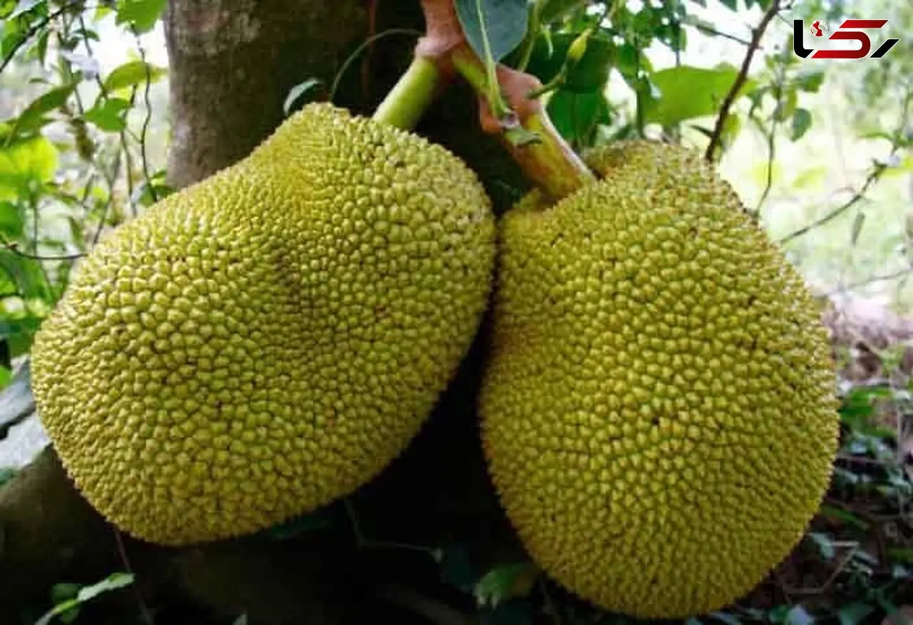 میوه ای که طعم گوشت دارد