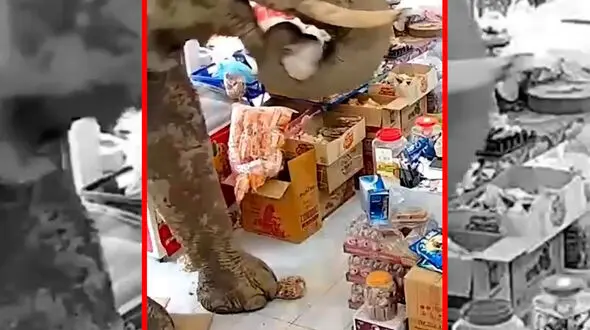 فیلم دزدی خونسردانه فیل از مغازه