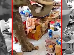 فیلم دزدی خونسردانه فیل از مغازه