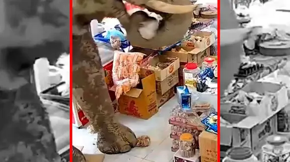 فیلم دزدی خونسردانه فیل از مغازه