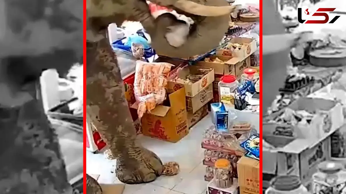 فیلم دزدی خونسردانه فیل از مغازه