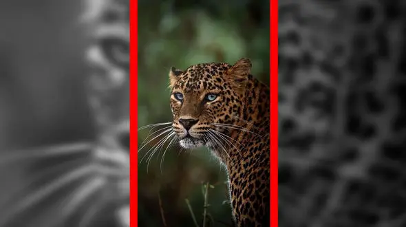 فیلم چشم پلنگ در حرکت آهسته