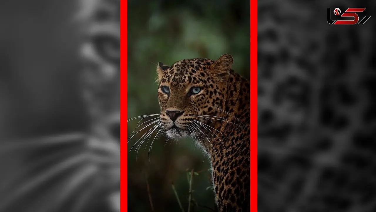 فیلم چشم پلنگ در حرکت آهسته