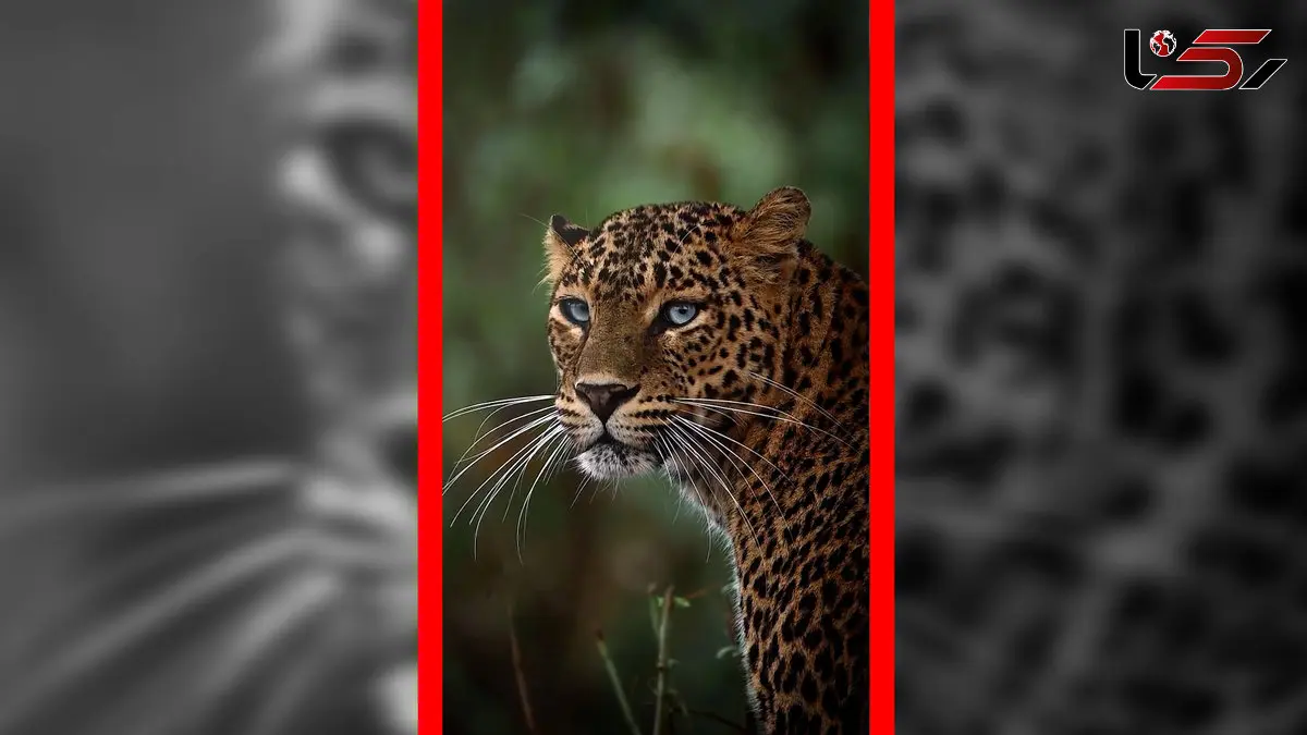 فیلم چشم پلنگ در حرکت آهسته