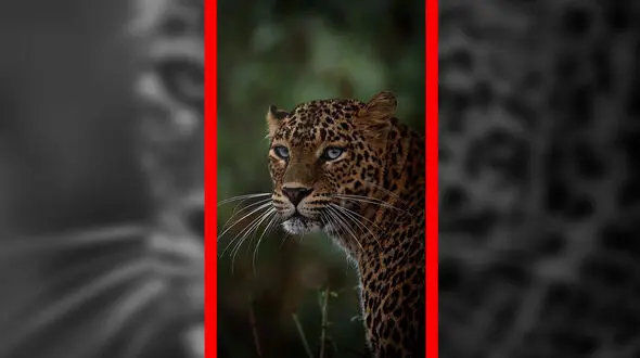 فیلم چشم پلنگ در حرکت آهسته