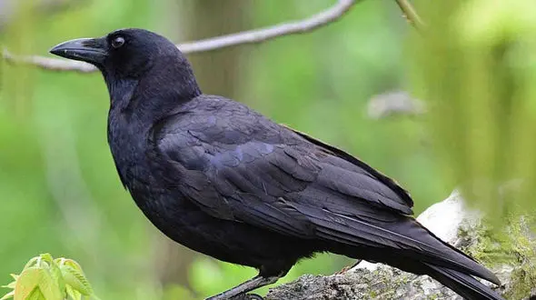 باوفاترین و عاشق ترین کلاغ / این آقا کلاغ چرا جهانی شد؟