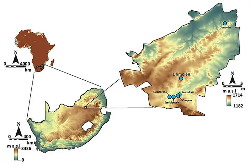 Little Foot hominin fossil3