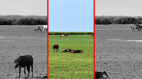 فیلم اسب‌ های آزاد در پارک ملی کیاشهر گیلان