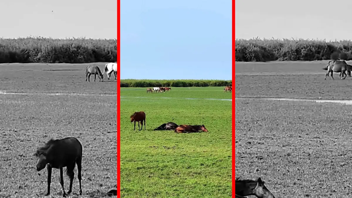 فیلم اسب‌ های آزاد در پارک ملی کیاشهر گیلان