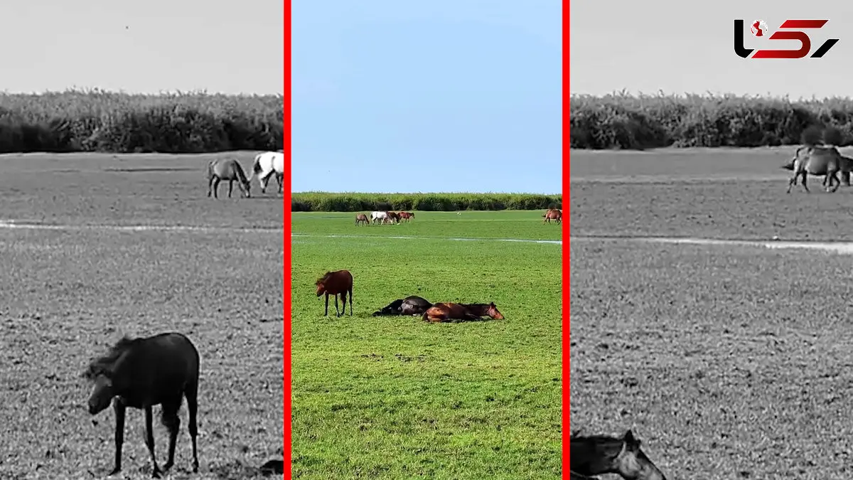 فیلم اسب‌ های آزاد در پارک ملی کیاشهر گیلان