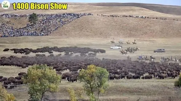 فیلم عجایب دیدنی آمریکایی ها در پرورش گاومیش 