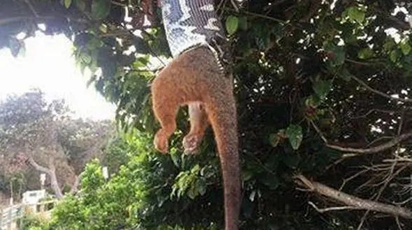 لحظه شگفت انگیز بلعیدن صاریع دم حلقه ای توسط مار پیتون+گزارش تصویری