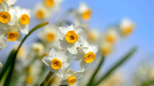 گل نرگس نمی تواند کرونا را شکست دهد / گل های خوشبو تقویت کننده سیستم ریه و کبد 