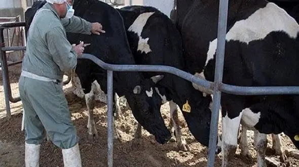 مشاهده ۲ مورد بیماری تب کریمه کنگو در سیستان و بلوچستان