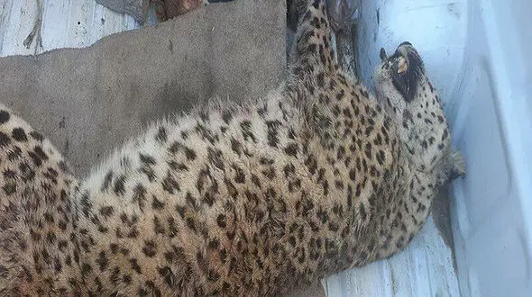 یک قلاده پلنگ در روستایی از توابع شهرستان قوچان کشته شد