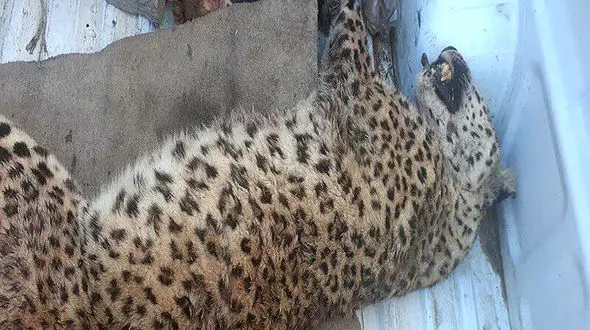 یک قلاده پلنگ در روستایی از توابع شهرستان قوچان کشته شد