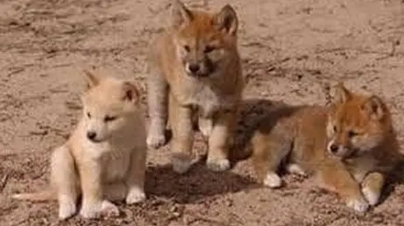 3 مرد اردبیلی 8 توله گرگ را زنده به گور کردند !