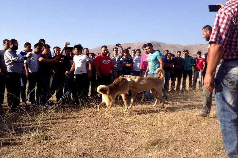 نبرد خونین سگ‌گلادیاتورها به خاطر یک مشت اسکناس