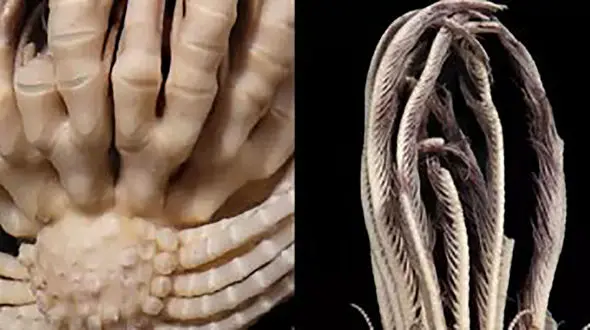 این جانور تازه کشف شده 20 دست دارد ! / عکس وحشتناک آن را ببینید