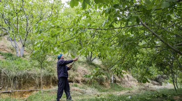 گردو تکانی 2 کشته و 181 زخمی داشت / آمار عجیب در همدان