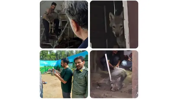 کشف گرگ در مغازه‌ای در کرج؛  محیط‌زیست وارد عمل شد