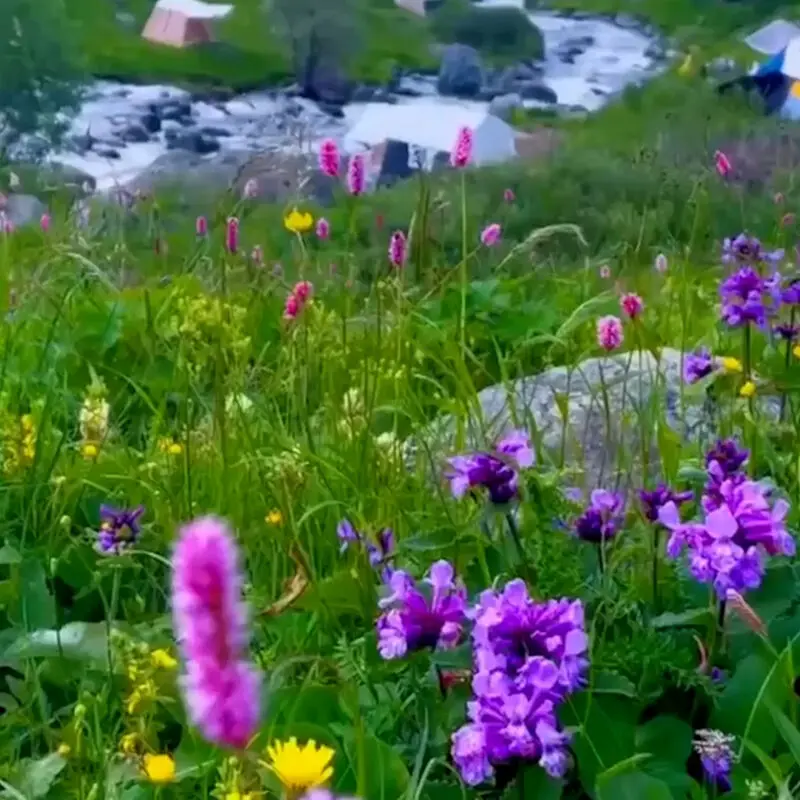 طبیعت بکر