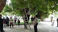 پسر بازیگوش در خانی آباد بالای درخت گیر افتاد + عکس 