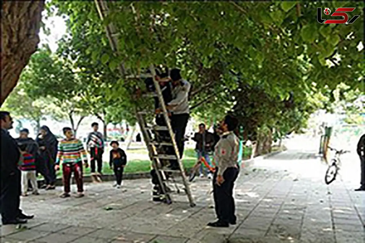 پسر بازیگوش در خانی آباد بالای درخت گیر افتاد + عکس 