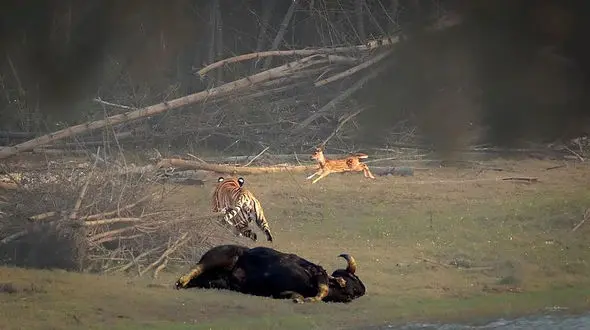 این ببر از شکارهای خود سیر نمی شود + عکس