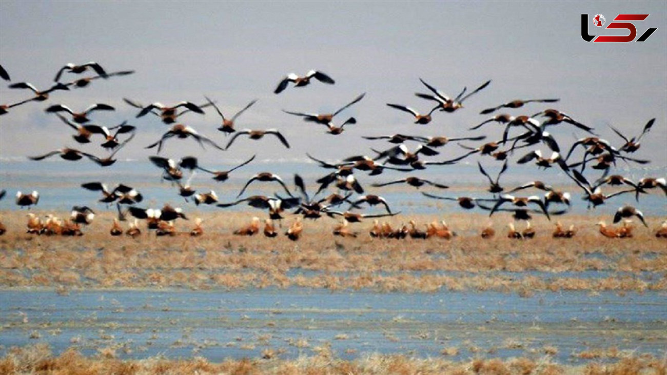 بیش از 100هزار پرنده مهاجر در تالاب هورالعظیم سرشماری شدند