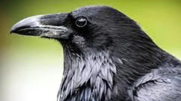 ببینید | حمله کلاغ‌های خشمگین به مردم در استانبول !+ فیلم