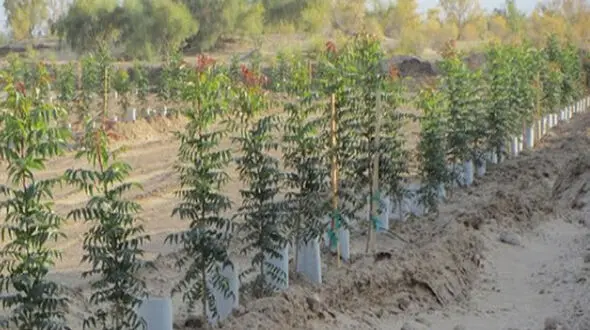 روستای باسفر کجاست؟