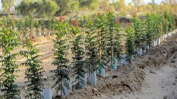 روستای باسفر کجاست؟