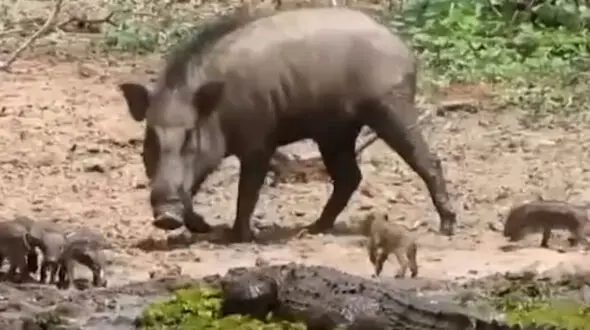 فیلم دفاع جانانه گرازها از خانواده در برابر تمساح