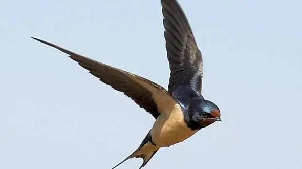 غذایی شوک آور / کاسه‌ای ۴۵۰۰۰۰۰ تومان!