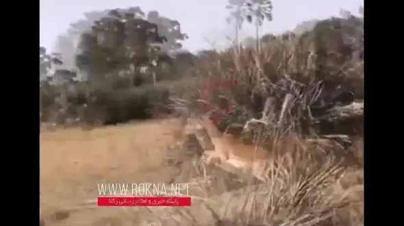 صحنه باورنکردنی از کمک حیوانات به همدیگر در لحظات بحرانی+ فیلم