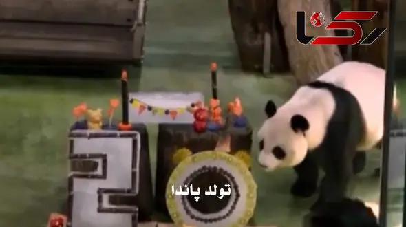 تولد پیرترین خرس پاندای ماده در تایوان + فیلم