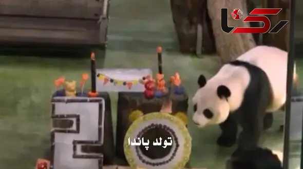 تولد پیرترین خرس پاندای ماده در تایوان + فیلم