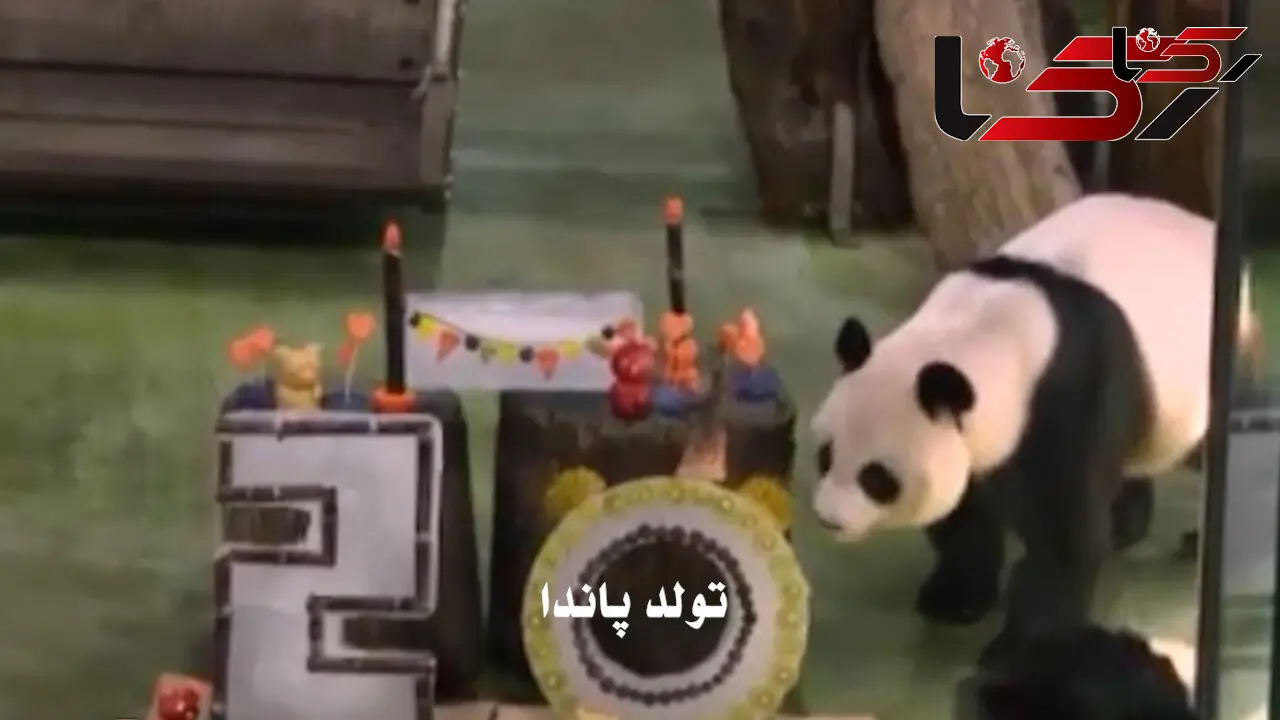 تولد پیرترین خرس پاندای ماده در تایوان + فیلم