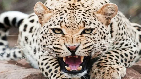 پلنگی که عقاب را از دام مار نجات داد + فیلم