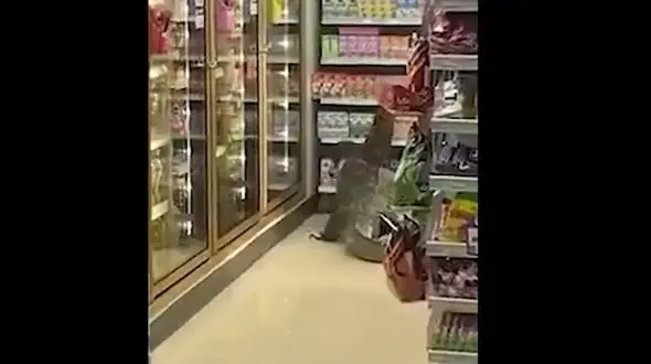 زایمان بزمجه غول پیکر روی قفسه های فروشگاه در تایلند + فیلم 