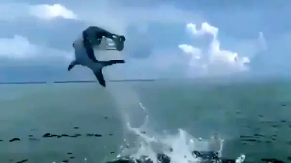 پرش فوق العاده ماهی غول پیکر همه را شوکه کرد | فیلم