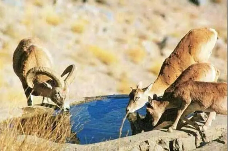 اهو2
